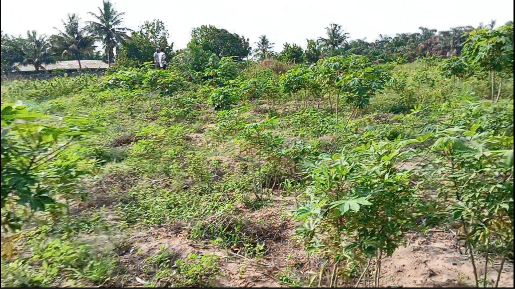 Premium Fenced 12 Plots for Sale near Bayo Bus stop, Badagry. Don’t Miss Out! Prime Location, Ready for Development image 4