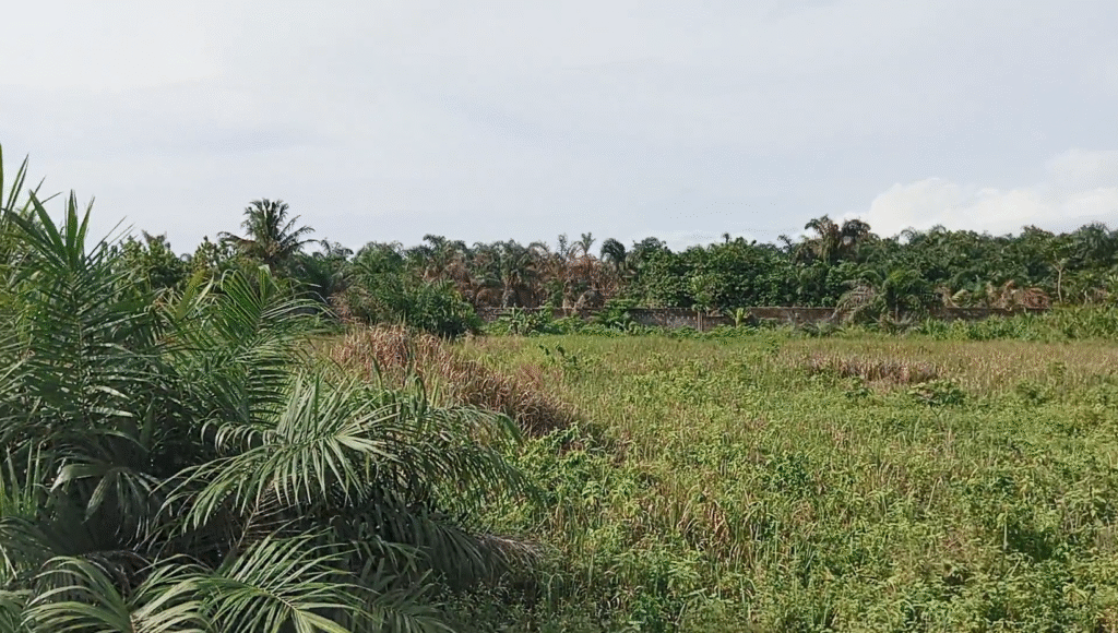 Premium Fenced 12 Plots for Sale near Bayo Bus stop, Badagry. Don’t Miss Out! Prime Location, Ready for Development image 5